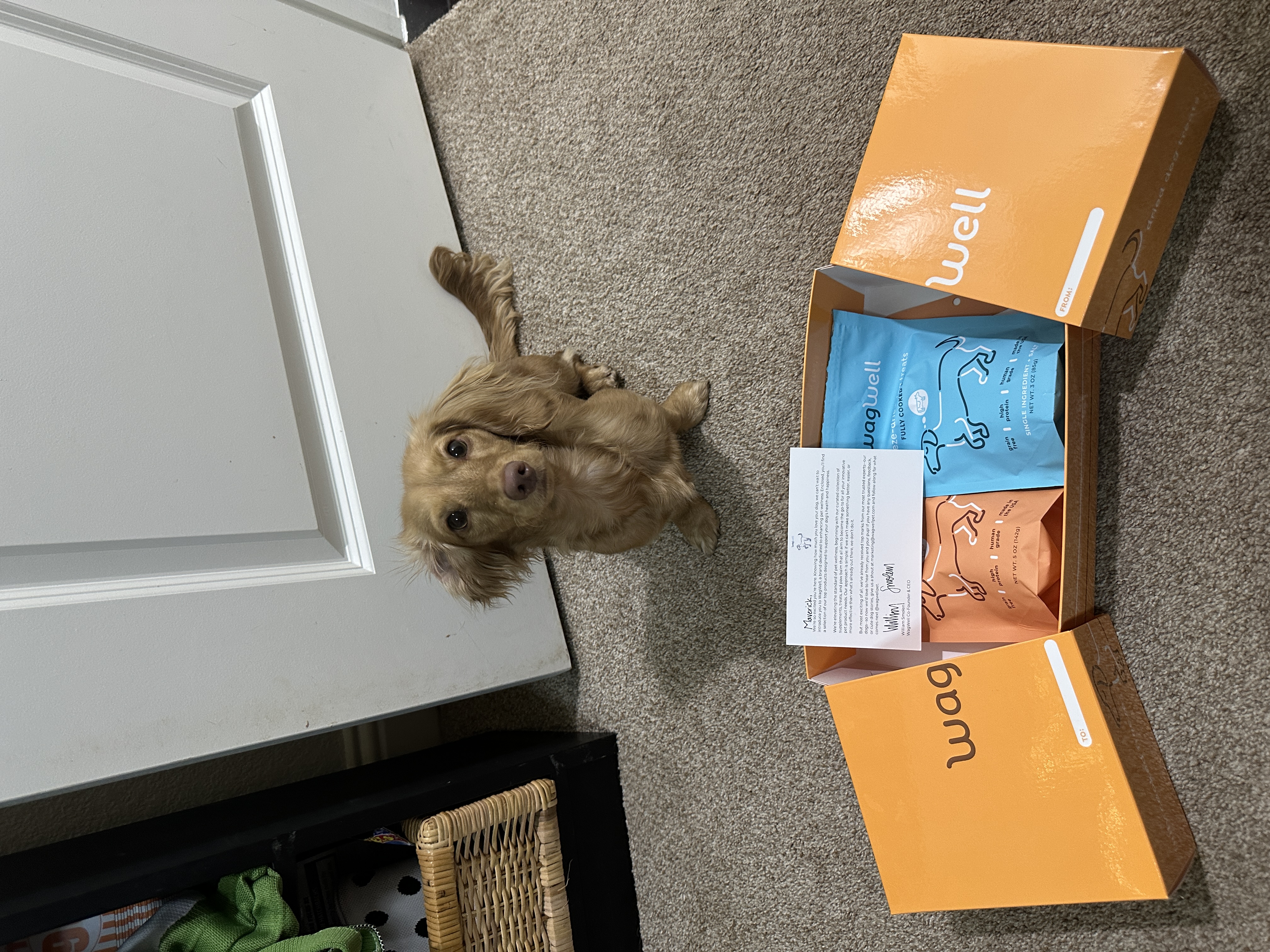picture of Maverick the dog posing with the brand WagWell and their toys