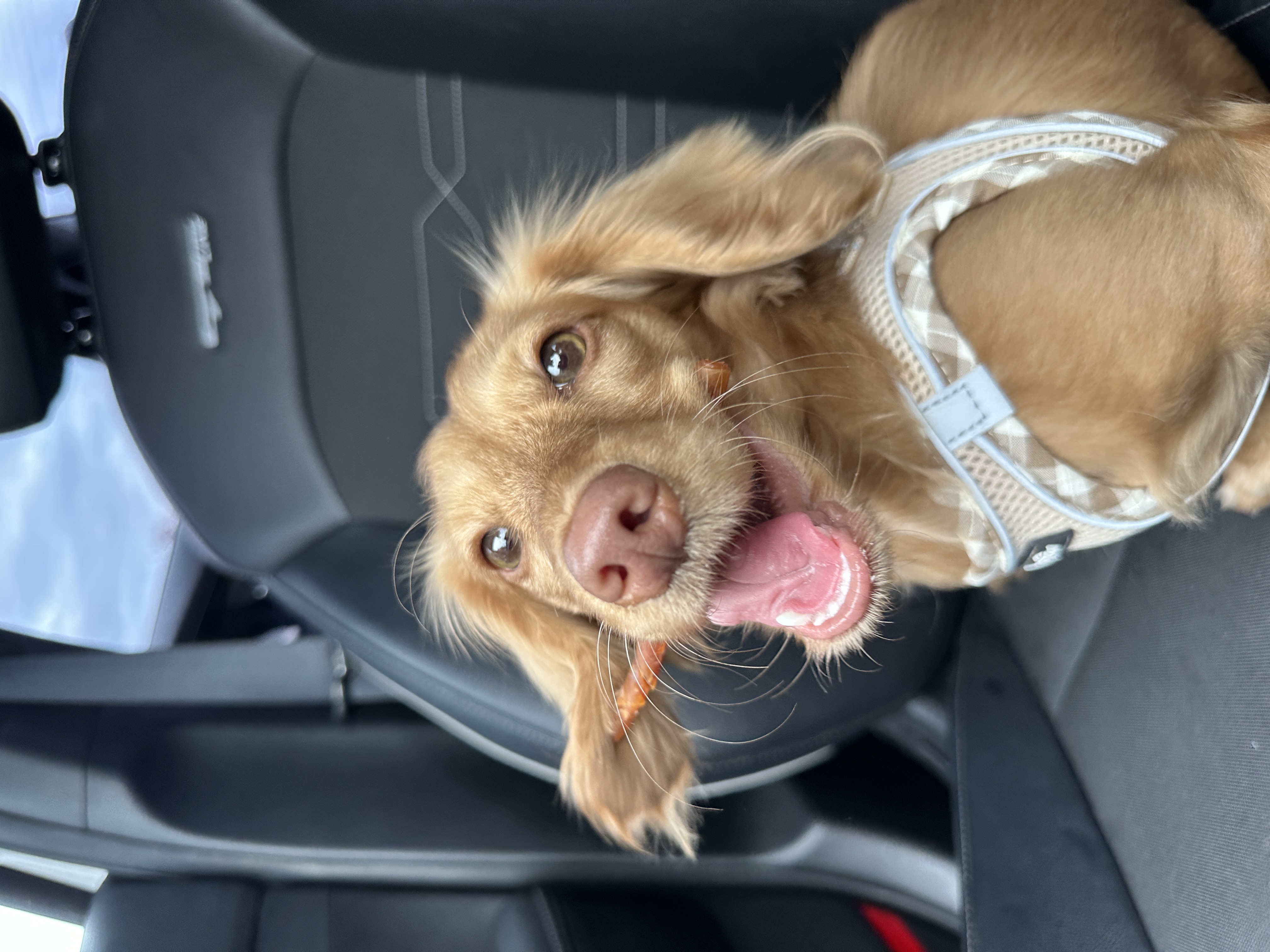 picture of Maverick the dog with a bone smiling